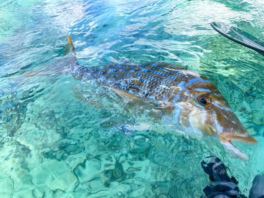 L’appel du lagon… et du poisson