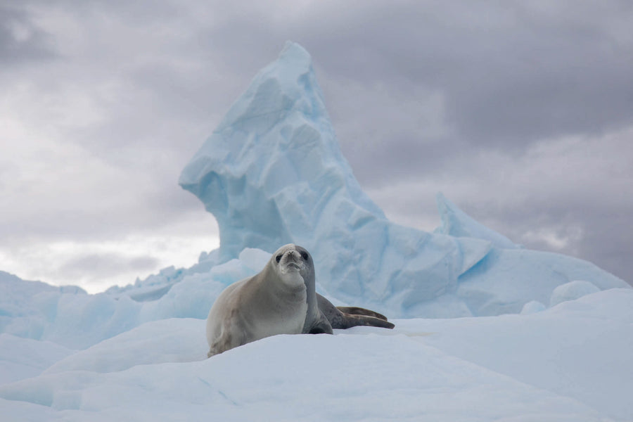 Cap sur la péninsule Antarctique