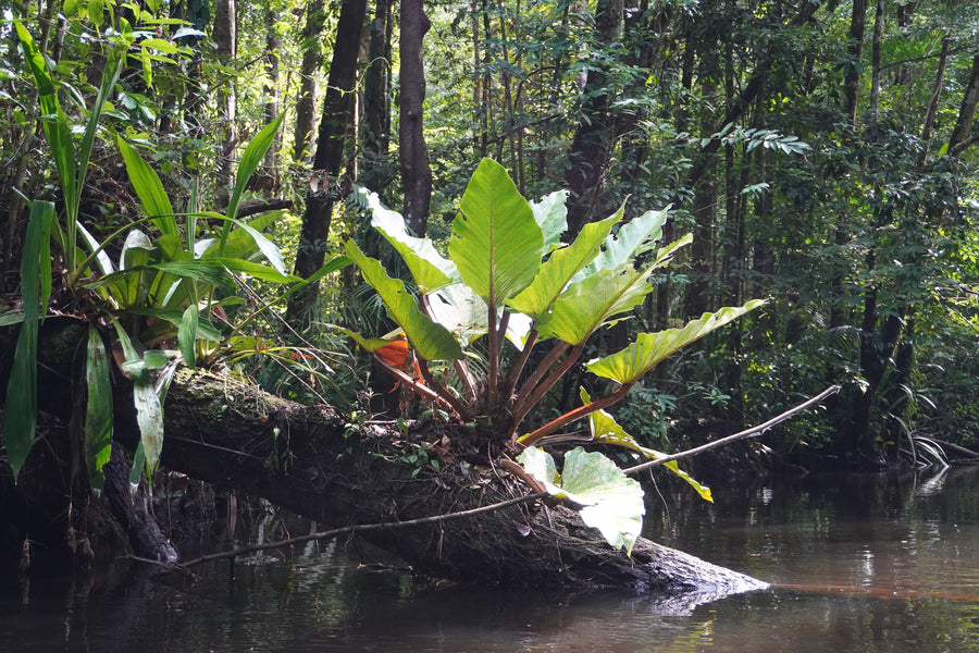 Le défi de la jungle