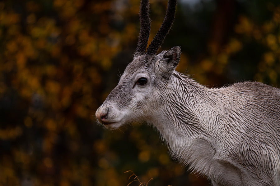 La Laponie Finlandaise